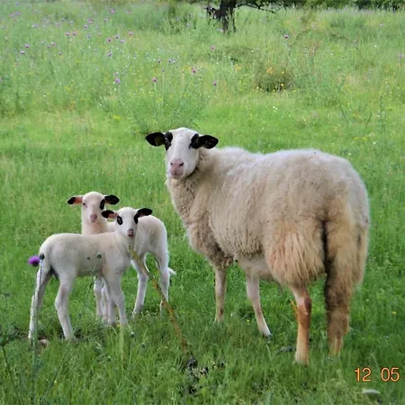 Holiday home Maison Confit *