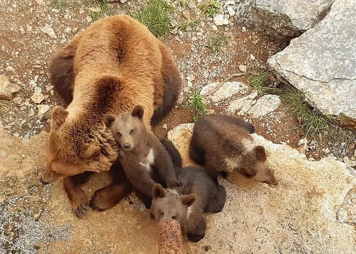 Maison Confit 펜션